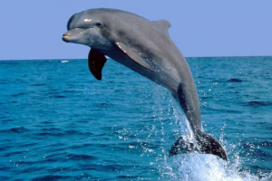 Dolphin-belobook - a legszomorúbb delfin? Dolphin-belobook - a legszomorúbb delfin?